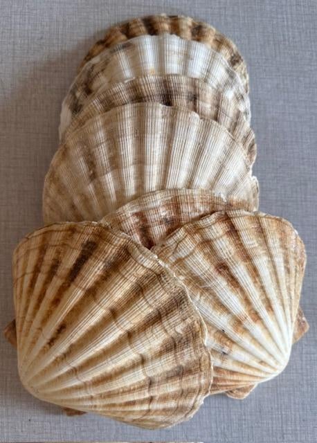 Sint- Jacobsschelpen, Ophalen of Verzenden, Schelp(en)