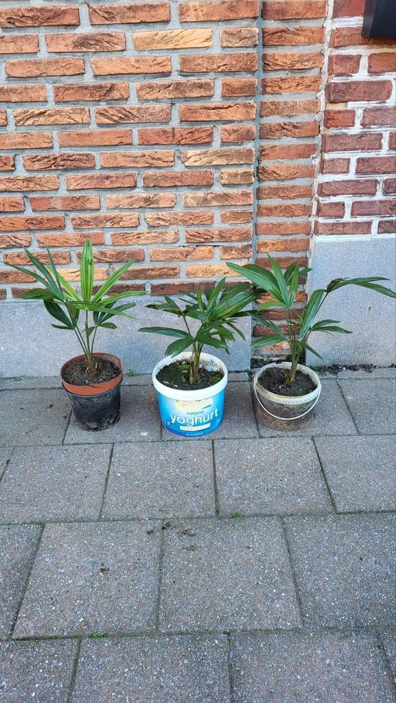 Palmiers (Hardy) par palmier pour 10 euros, Enlèvement