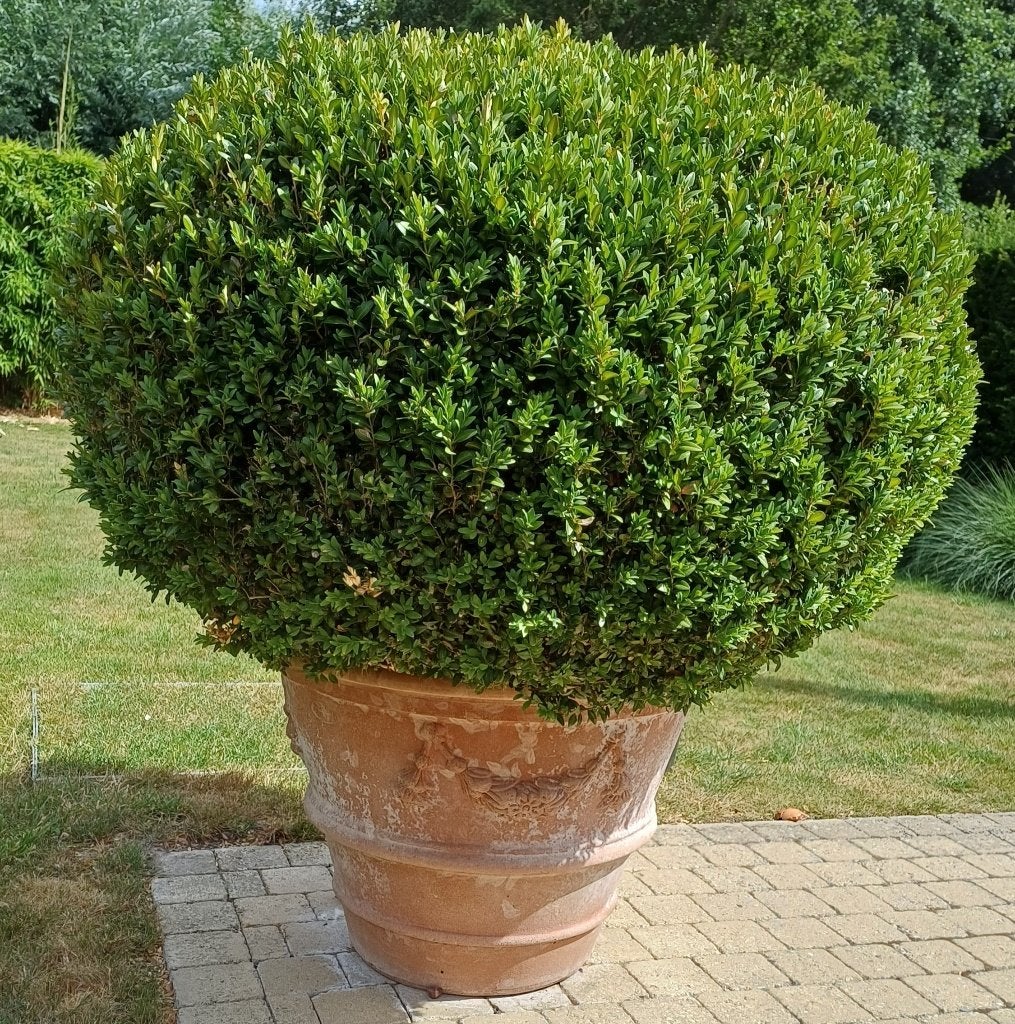Buxus bollen, Tuin en Terras, Planten | Struiken en Hagen, Buxus, Ophalen