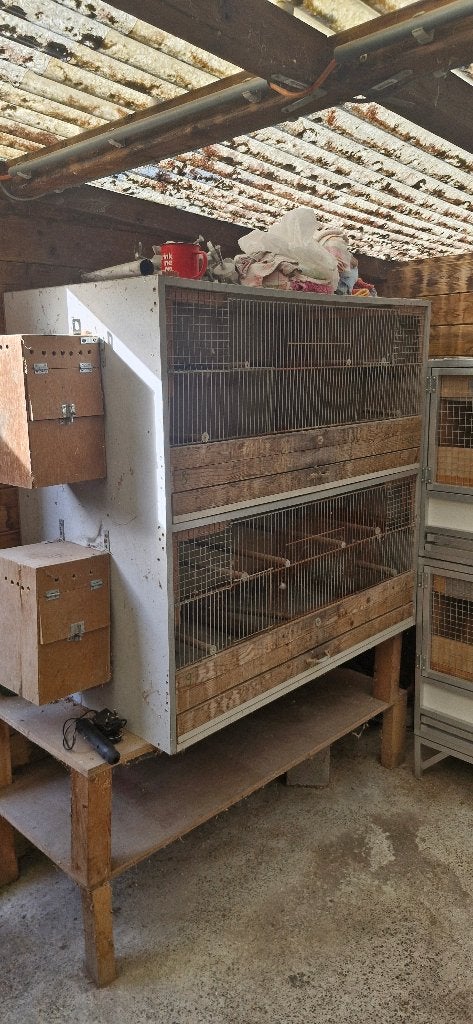 Kweekkooi, Enlèvement, Utilisé, Bois, Cage d'élevage
