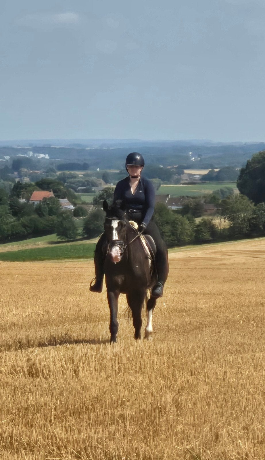 cheval de jument, Jument, 160 à 165 cm, Cheval de récréation, 11 ans ou plus