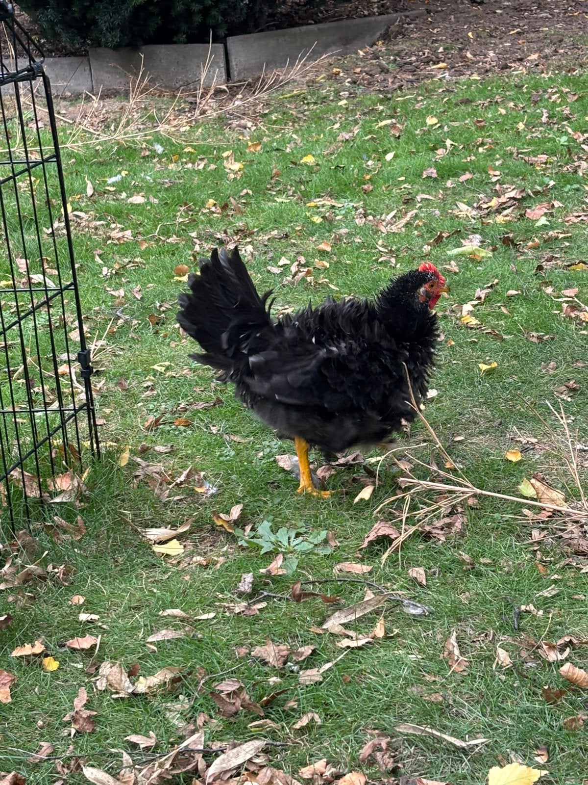 Krulveer haantje, Dieren en Toebehoren, Mannelijk, Kip