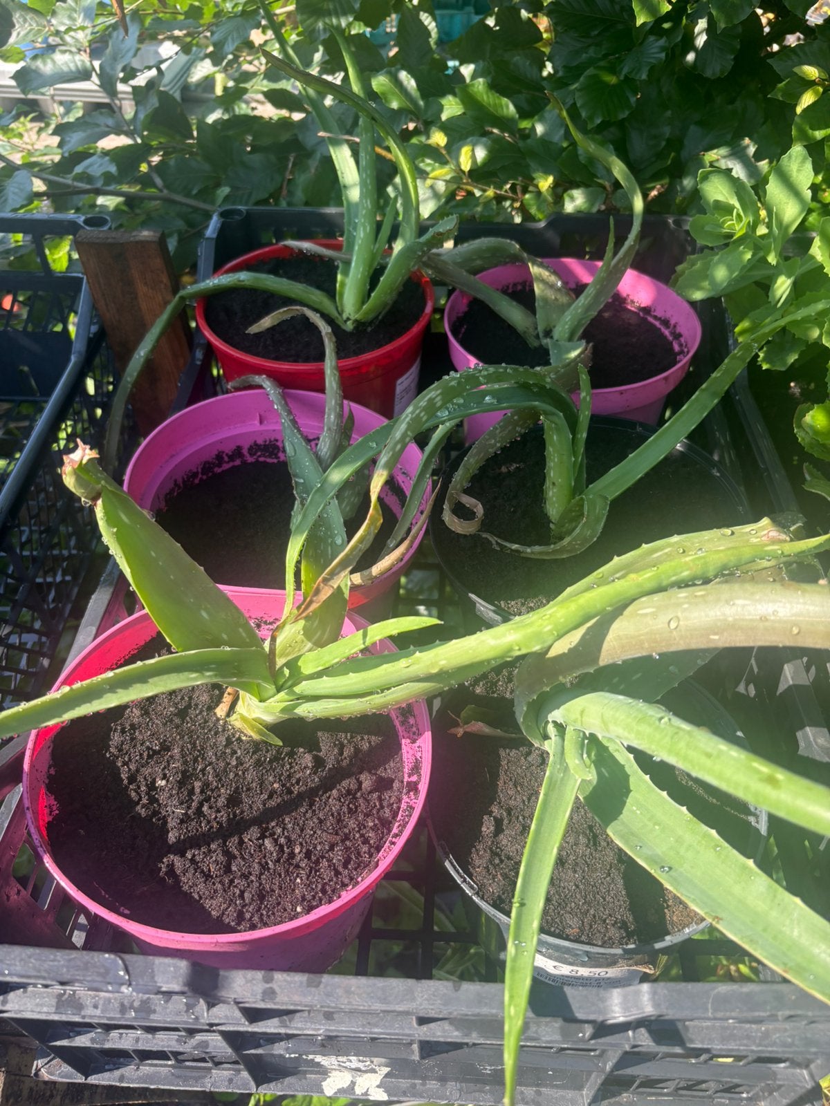 Verse Aloe Vera planten in pot, Enlèvement, En pot