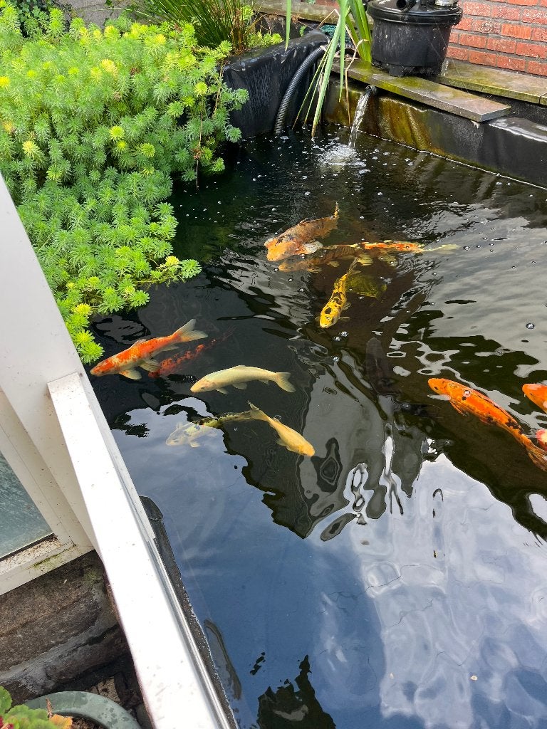 koi vissen, Dieren en Toebehoren, Karper of Koi
