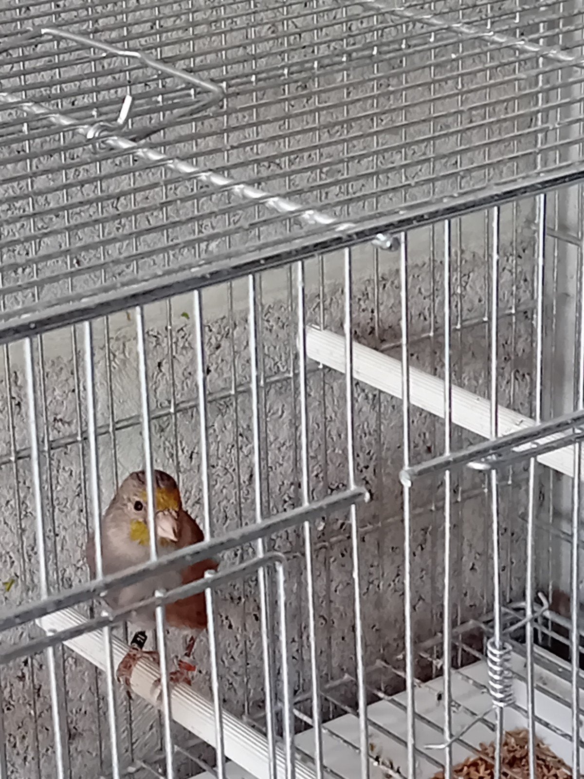 femelle metis chardonneret bague  2026, Femelle