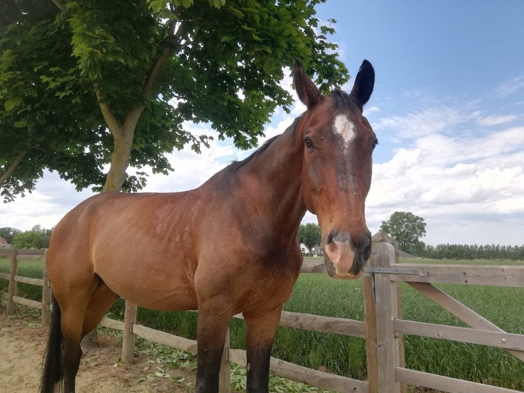 bomproof wandelpaard, Dieren en Toebehoren, Paarden, Ruin, Niet van toepassing, 170 tot 175 cm, 11 jaar of ouder, Recreatiepaard