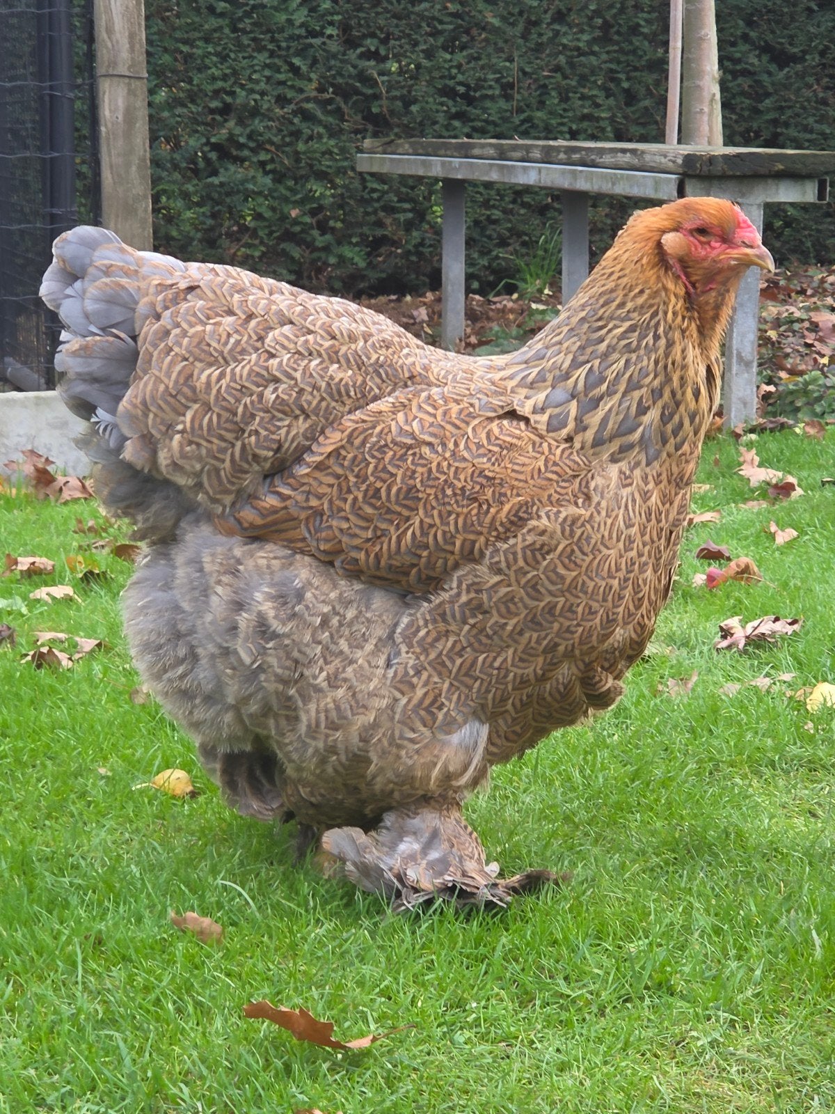 Brahma meerzomig blauwpatrijs hennen, Dieren en Toebehoren, Pluimvee