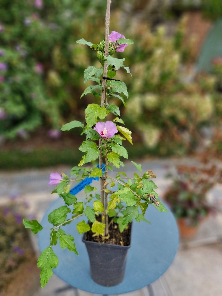 Très bel hibiscus, Jardin & Terrasse, Plantes | Arbustes & Haies, Enlèvement, Autres espèces, Arbuste, Moins de 100 cm