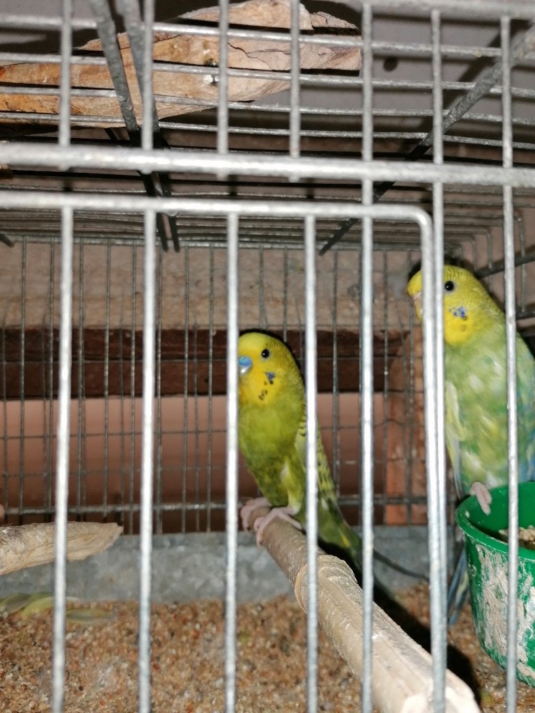 grasparkietjes, Dieren en Toebehoren, Vogels | Parkieten en Papegaaien, Geslacht onbekend, Parkiet
