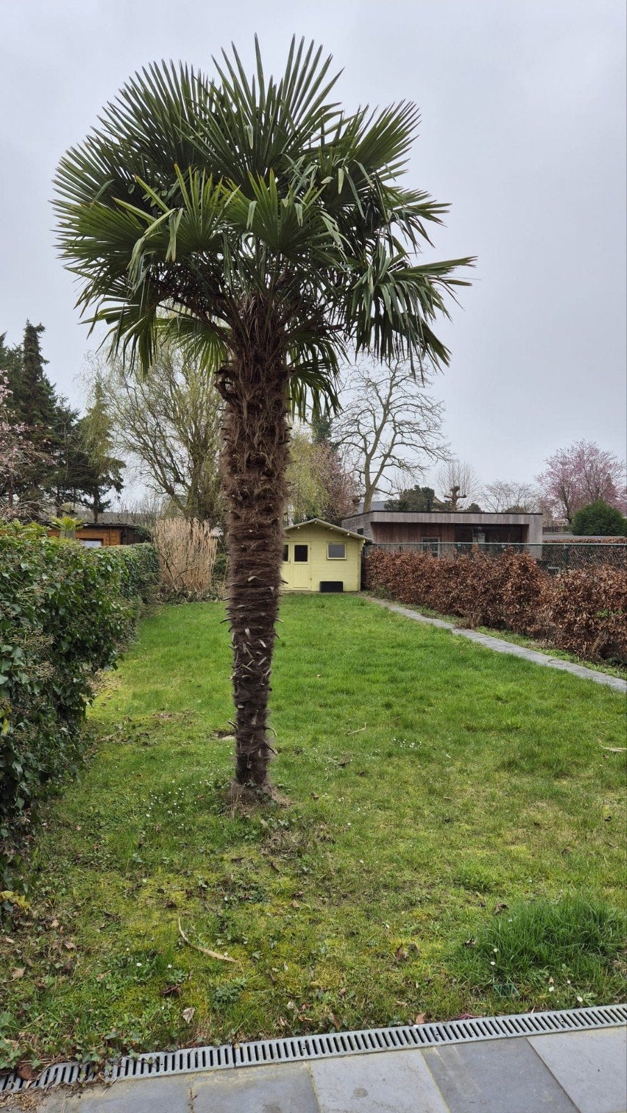 gratis palmboom, Ophalen, Palmboom
