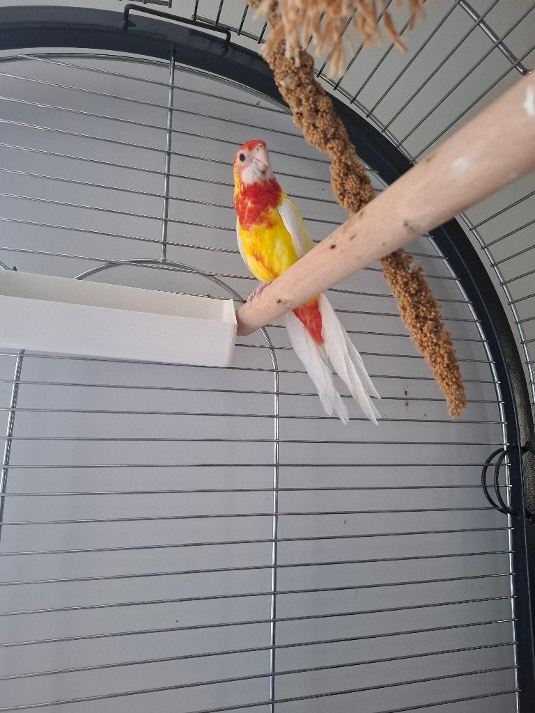 Rosella Lutino, Animaux & Accessoires, Oiseaux | Perruches & Perroquets, Perruche, Mâle, Domestique