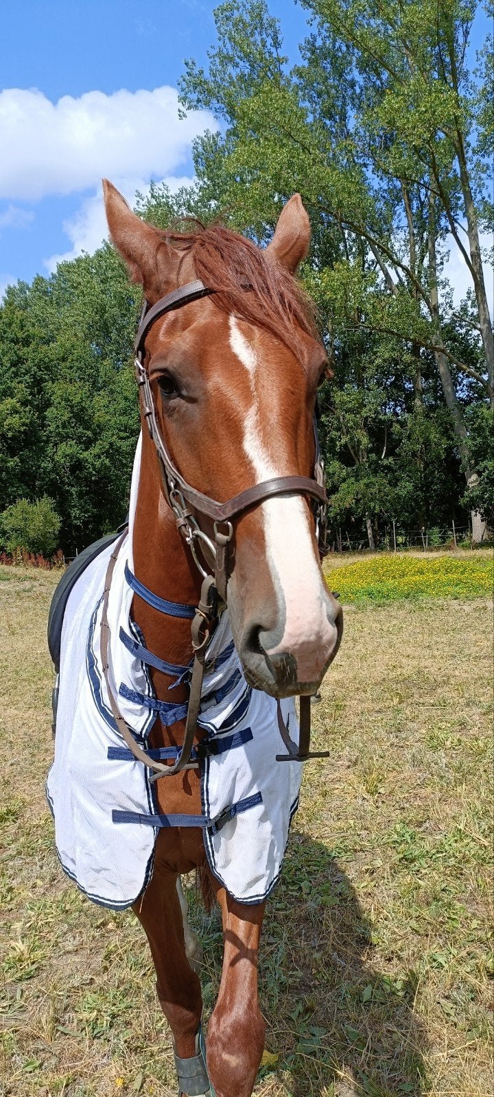 merrie zoekt partner, Merrie, Met stamboom, Zadelmak, 160 tot 165 cm