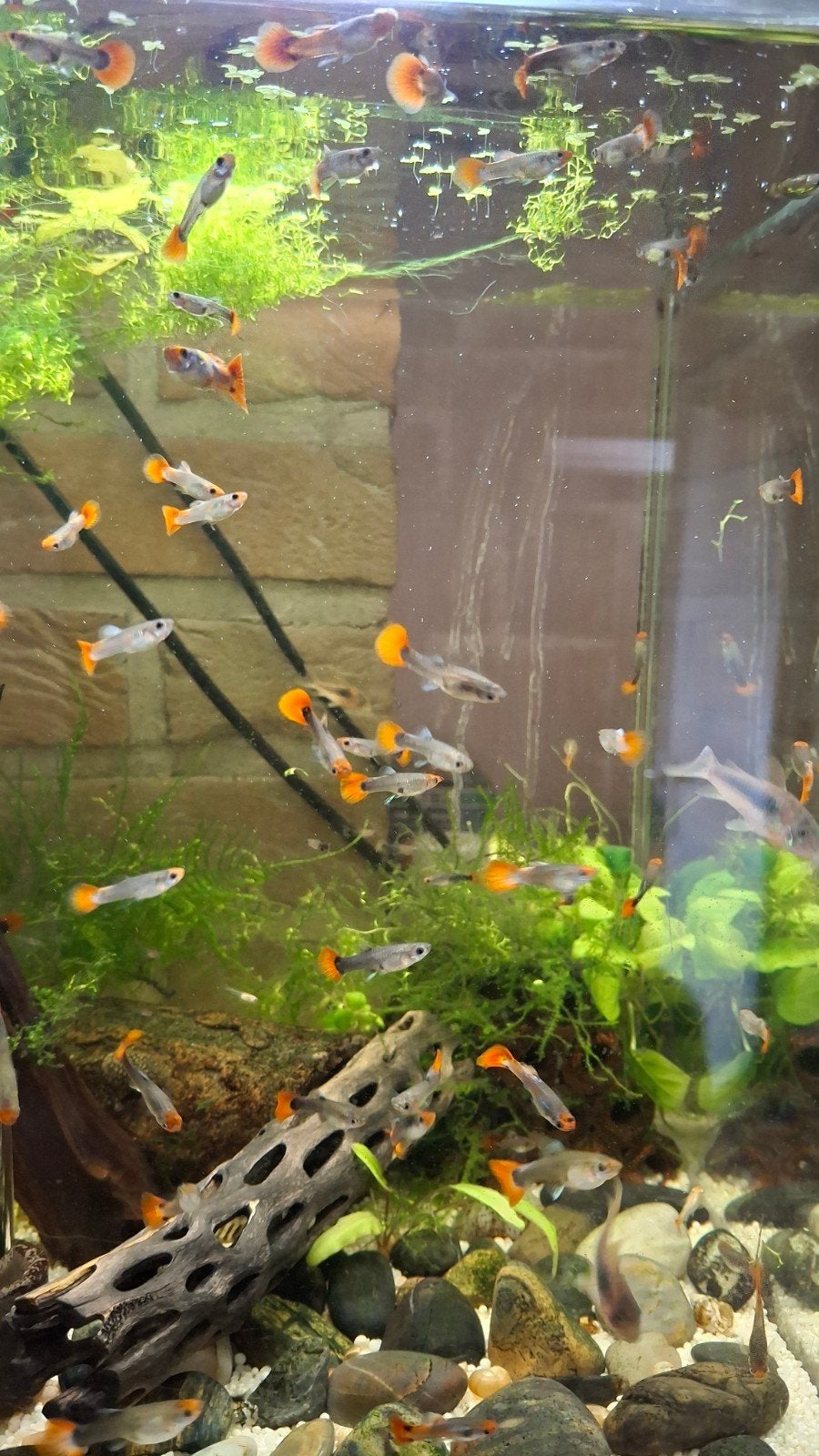 guppy's te koop.10 voor 12€. 20 voor 20€