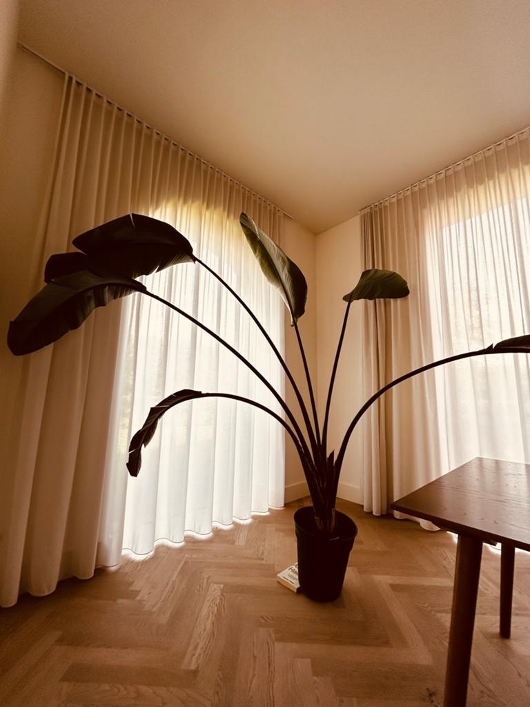 Strelitzia 220cm, Ophalen