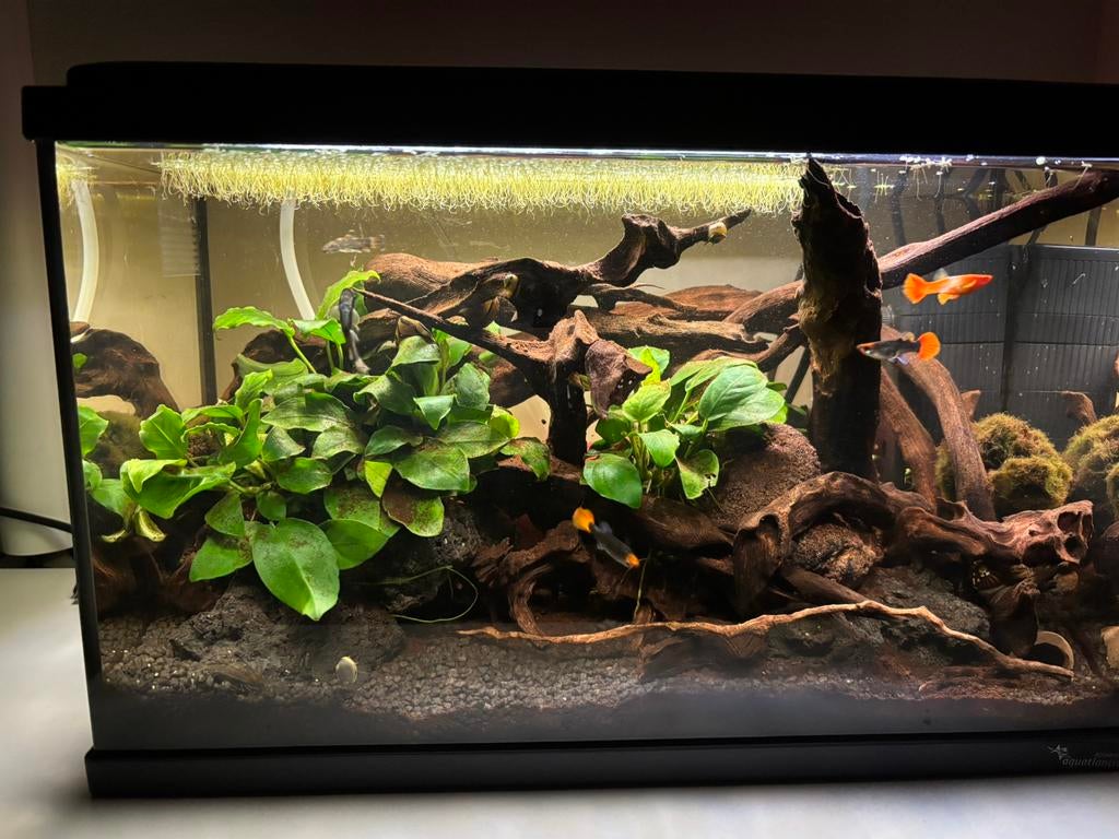 Nano aquarium met alles erbij, Dieren en Toebehoren, Vissen | Aquaria en Toebehoren, Ophalen, Zo goed als nieuw, Filter