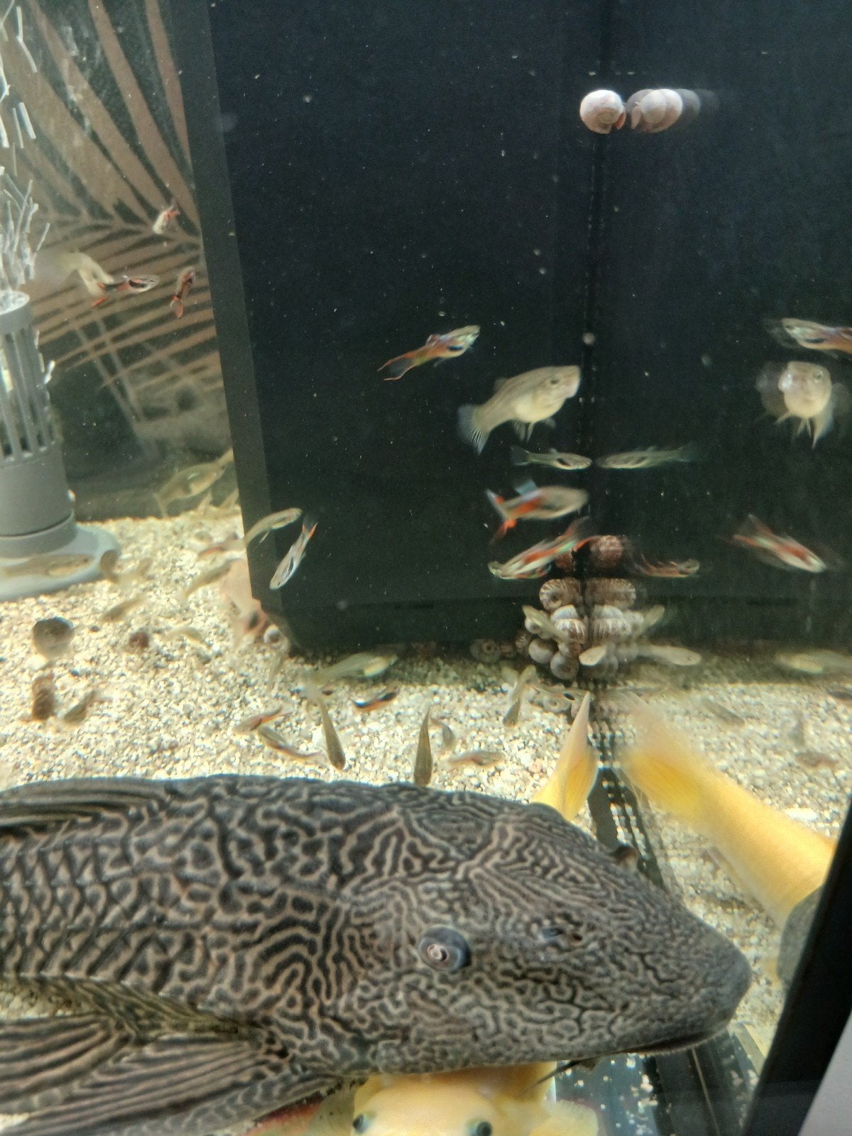 Endler guppies, Animaux & Accessoires