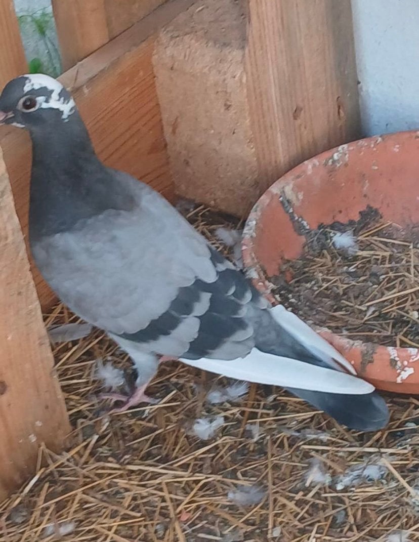 Duiven te koop, Dieren en Toebehoren