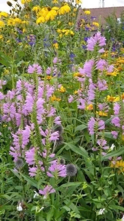 Scharnierplant /Physostegia virginiana 4 potjes, Tuin en Terras, Vaste plant, Halfschaduw, Zomer, Ophalen
