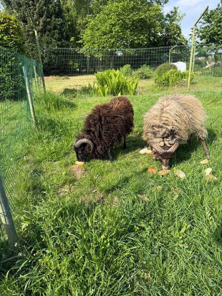 1 jarige donkerbruin/zwarte ram Ouessant, Dieren en Toebehoren
