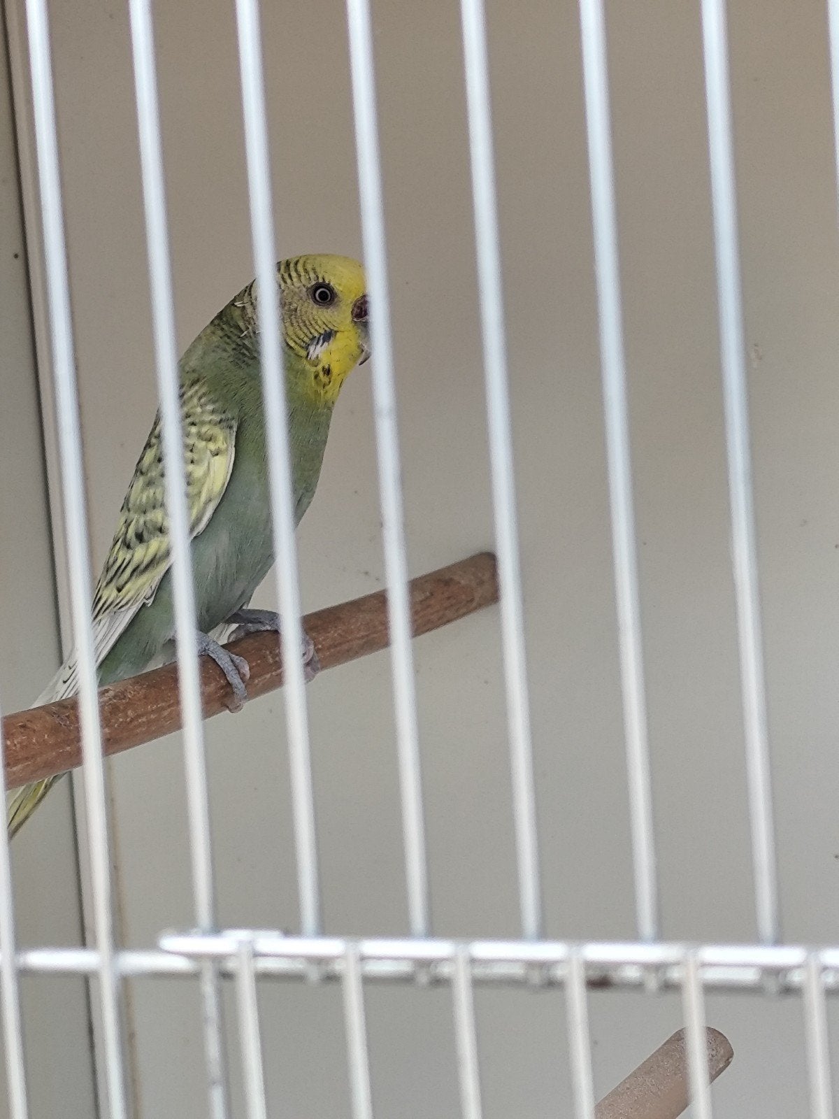 Grasparkieten 2025, Plusieurs animaux, Perruche