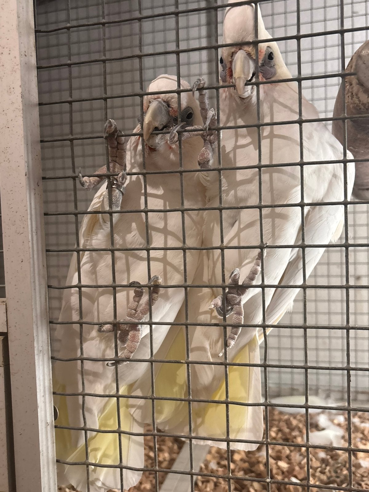 Bewezen koppel naaktoog kakatoes, Plusieurs animaux, Bagué