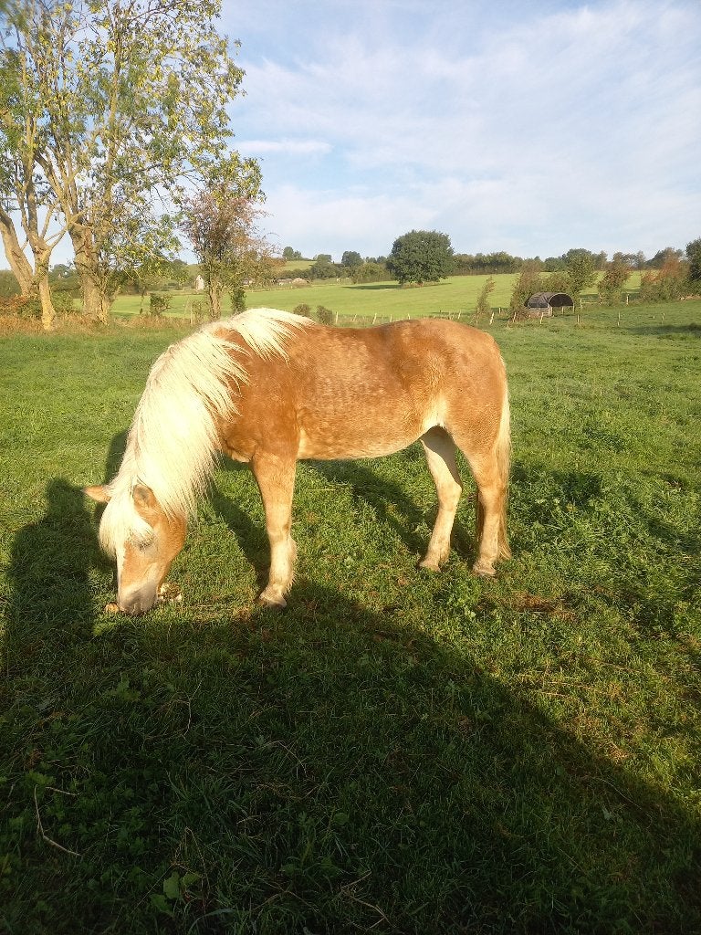 Haflinger, Animaux & Accessoires, Poneys, Débourré, Poney de récréation, Poney D (1.37 m à 1.48m), Jument