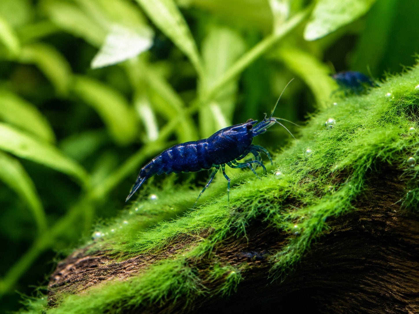 neocaridina blue Sapphire, Animaux & Accessoires