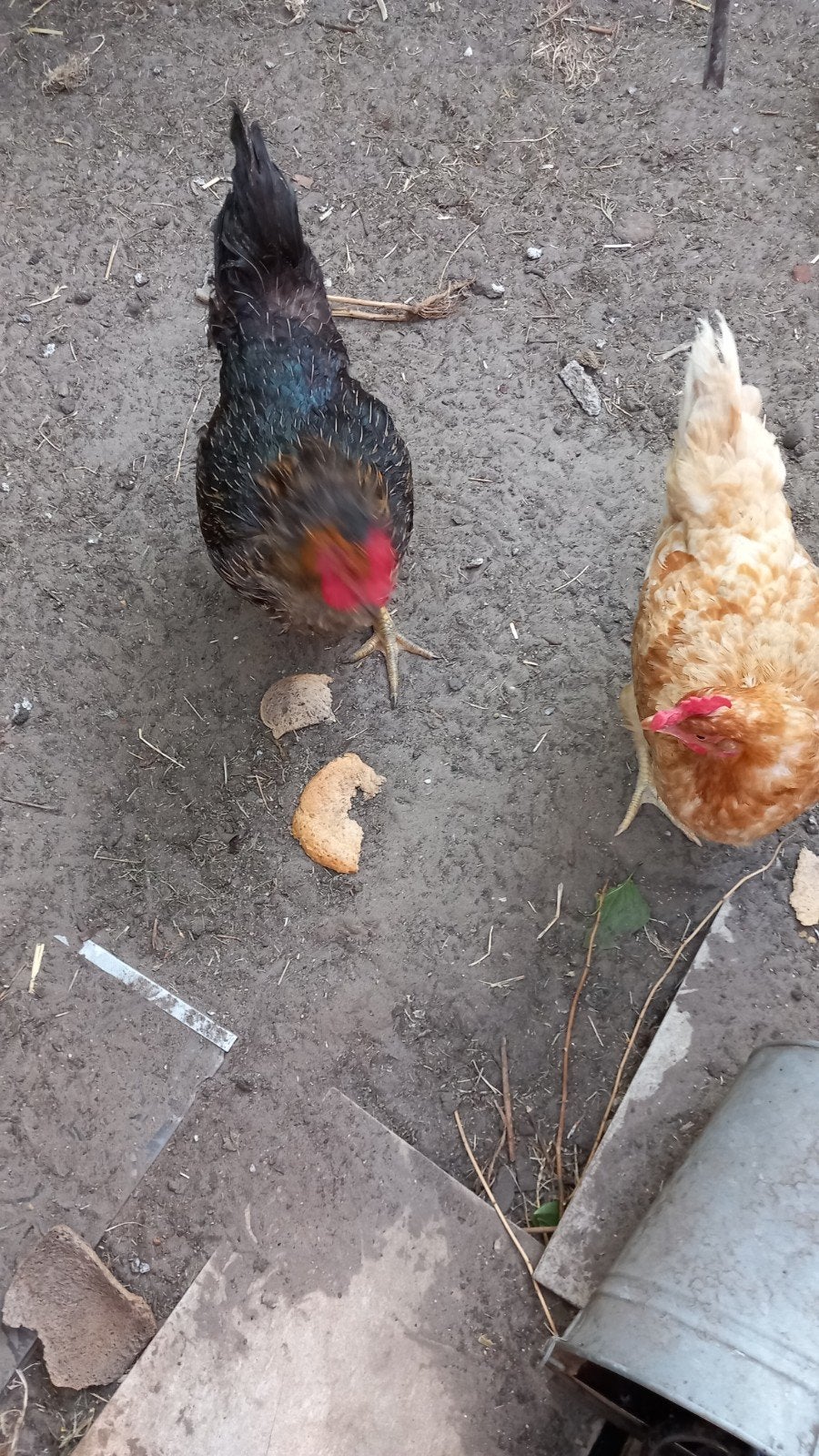legkippen, Dieren en Toebehoren, Vrouwelijk, Kip