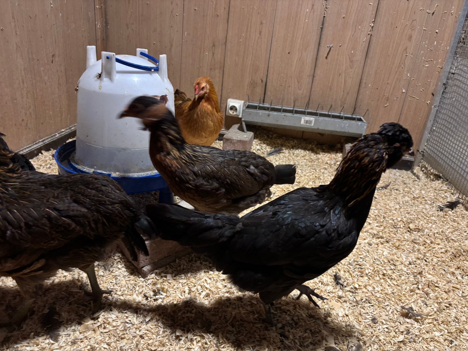 Araucana, marans, creamlegbarxaraucana mix, Vrouwelijk, Kip