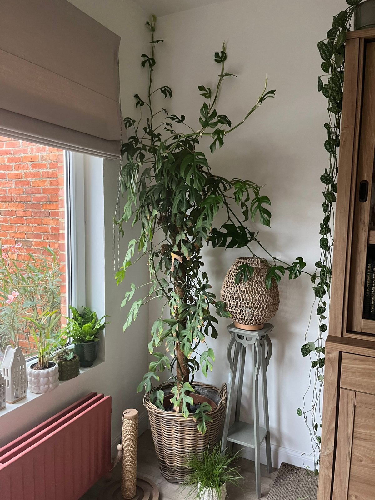 Monstera minima, Enlèvement