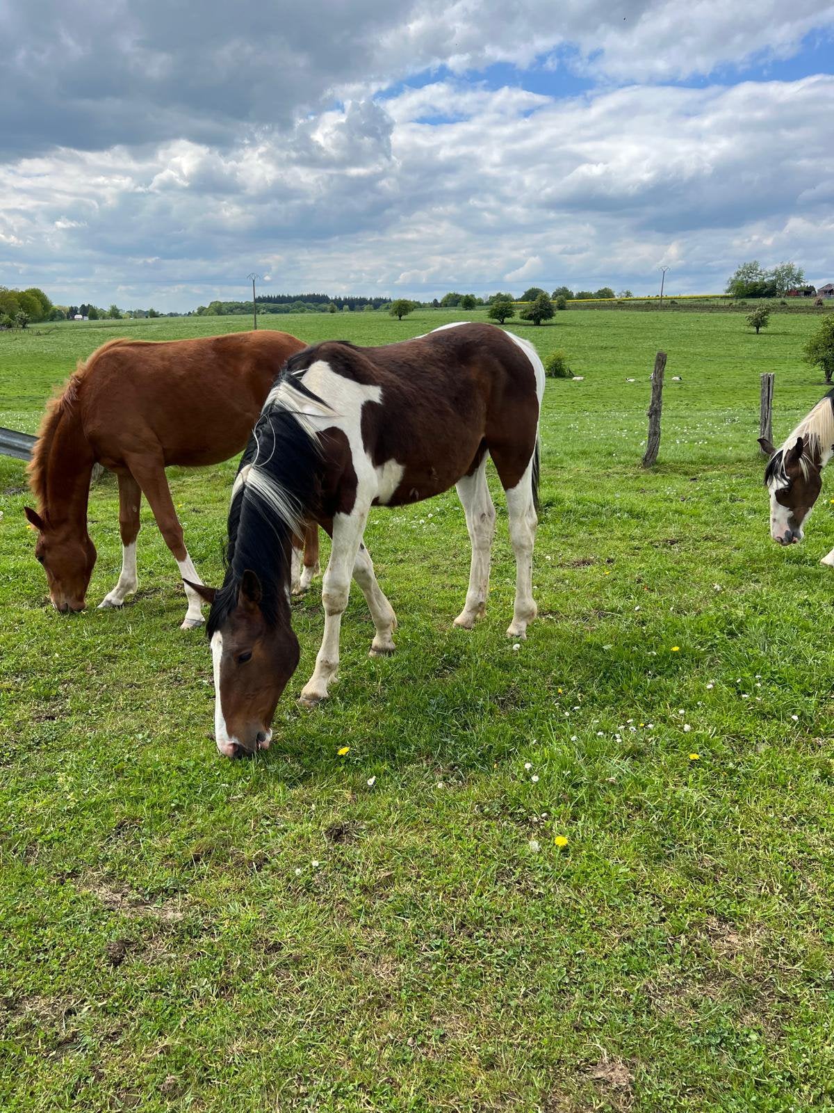 Pouliches et poulain 2025 pie  pp cso, Dieren en Toebehoren, Paarden, L
