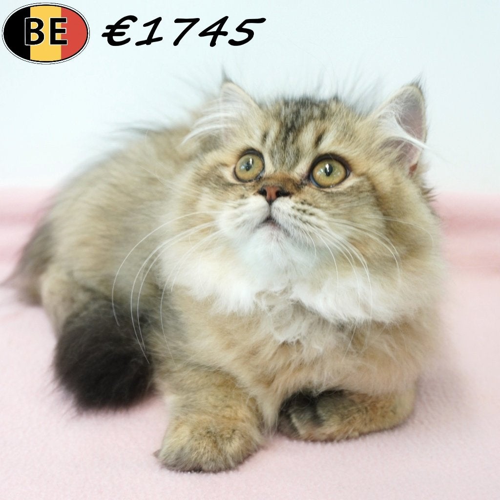 British Longhair à vendre — Douceur et élégance, Animaux & Accessoires, Chats & Chatons | Chats de race | Poil long, Plusieurs animaux