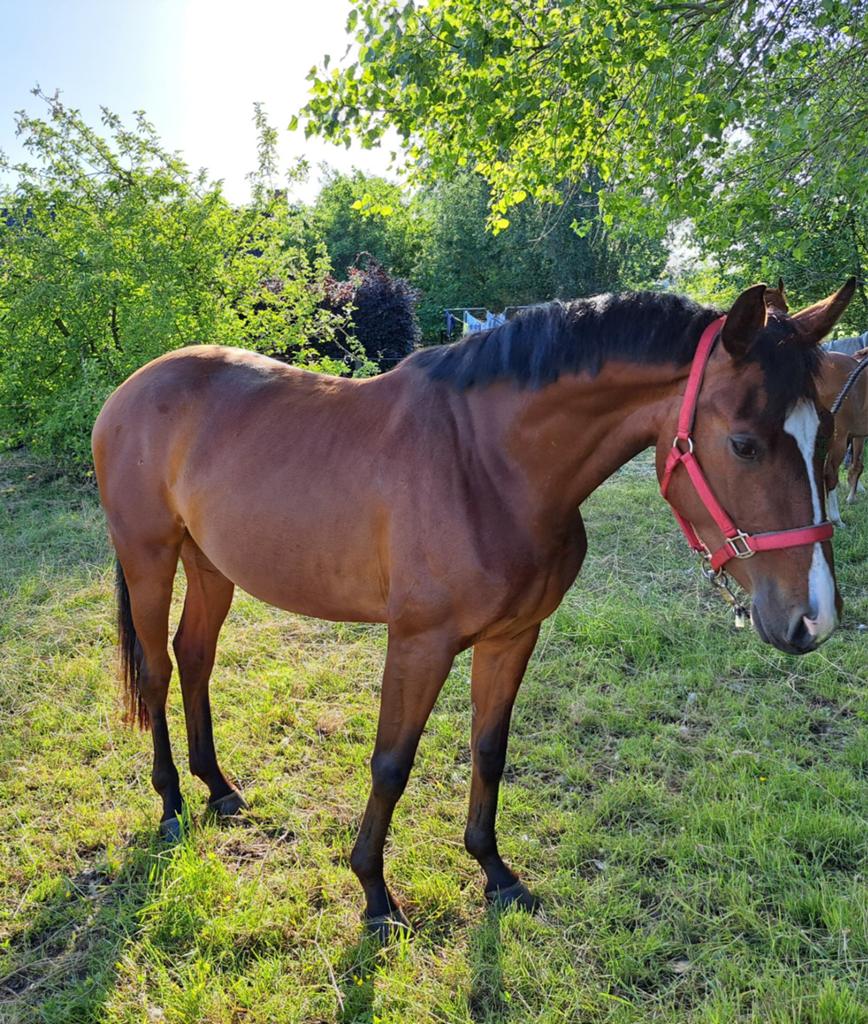 3-jarige dressuurmerrie van Magic Boy x Everdale, Dieren en Toebehoren, Paarden, Merrie, Met stamboom, Dressuurpaard, 3 tot 6 jaar
