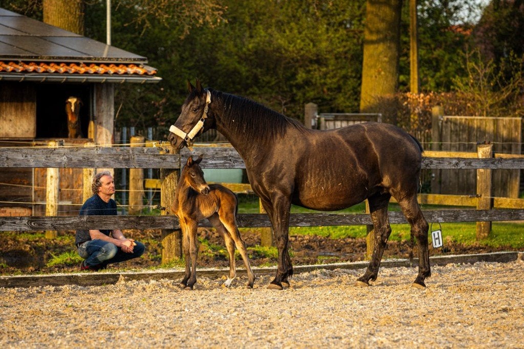 Fokmerrie dressuur, Dieren en Toebehoren, Paarden, Merrie, Niet van toepassing, 165 tot 170 cm, 11 jaar of ouder, Dressuurpaard