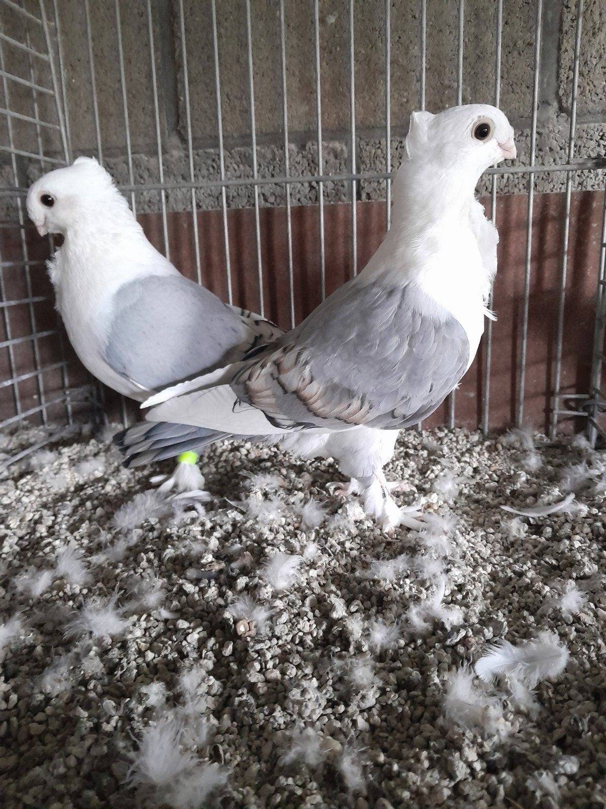 Oud-Oosterse Meeuwen., Dieren en Toebehoren, Vogels | Duiven