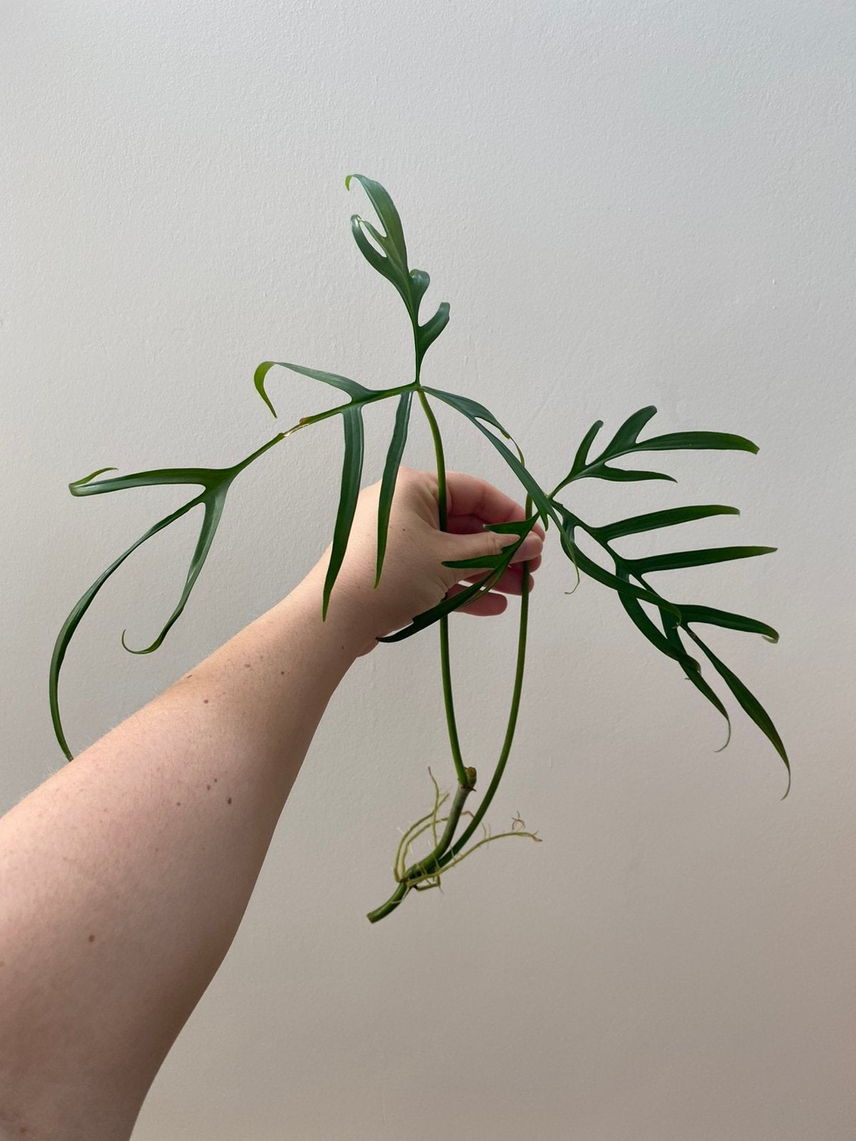 Philodendron polypodioides (tortum), Enlèvement ou Envoi