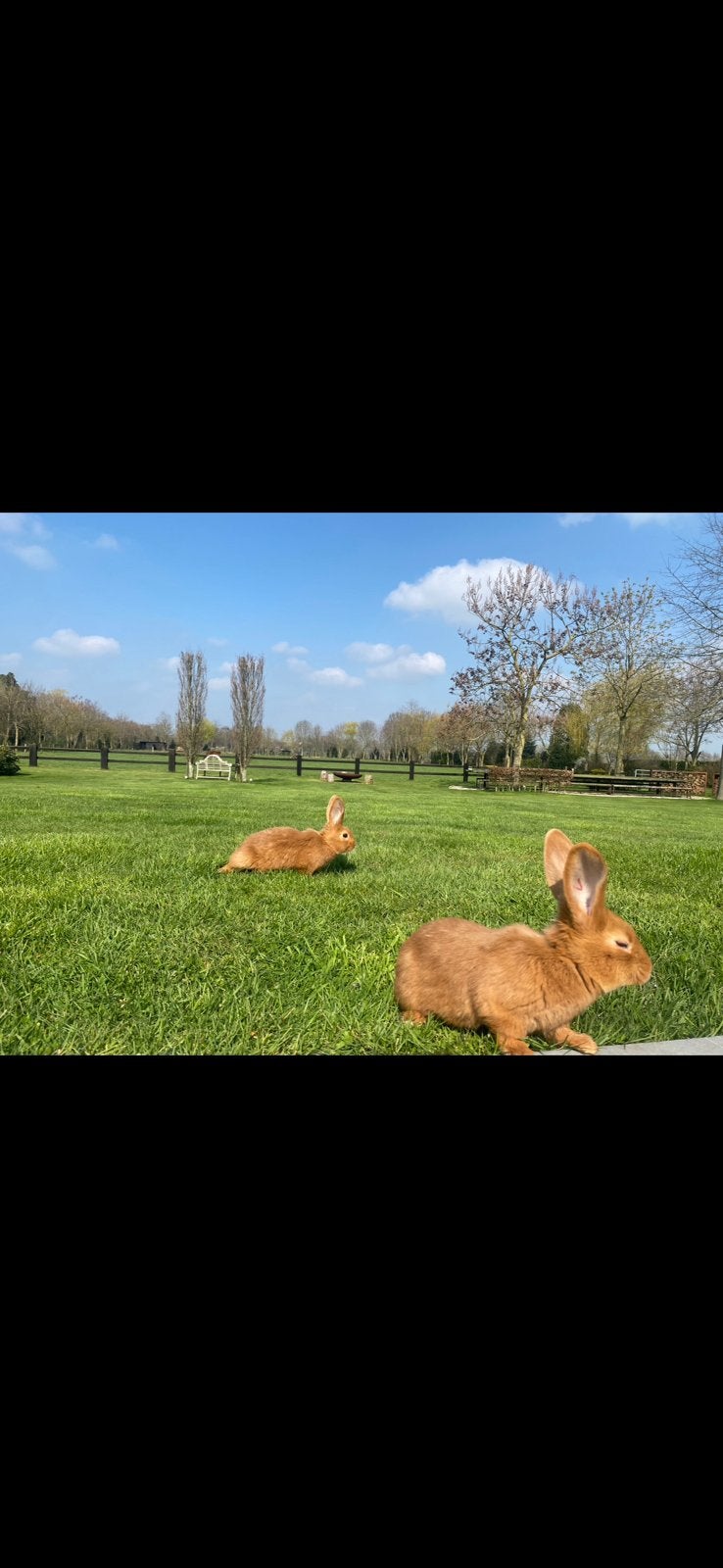 Konijn, kip of vogels beu, wij bezorgen ze een mooi thuis, Dieren en Toebehoren, Ophalen, Konijn