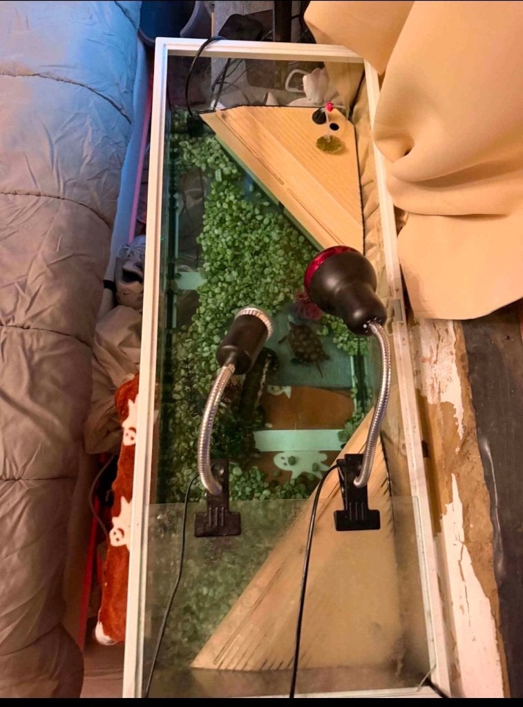 Schildpadden, Animaux & Accessoires, Tortue, Domestique, 0 à 2 ans