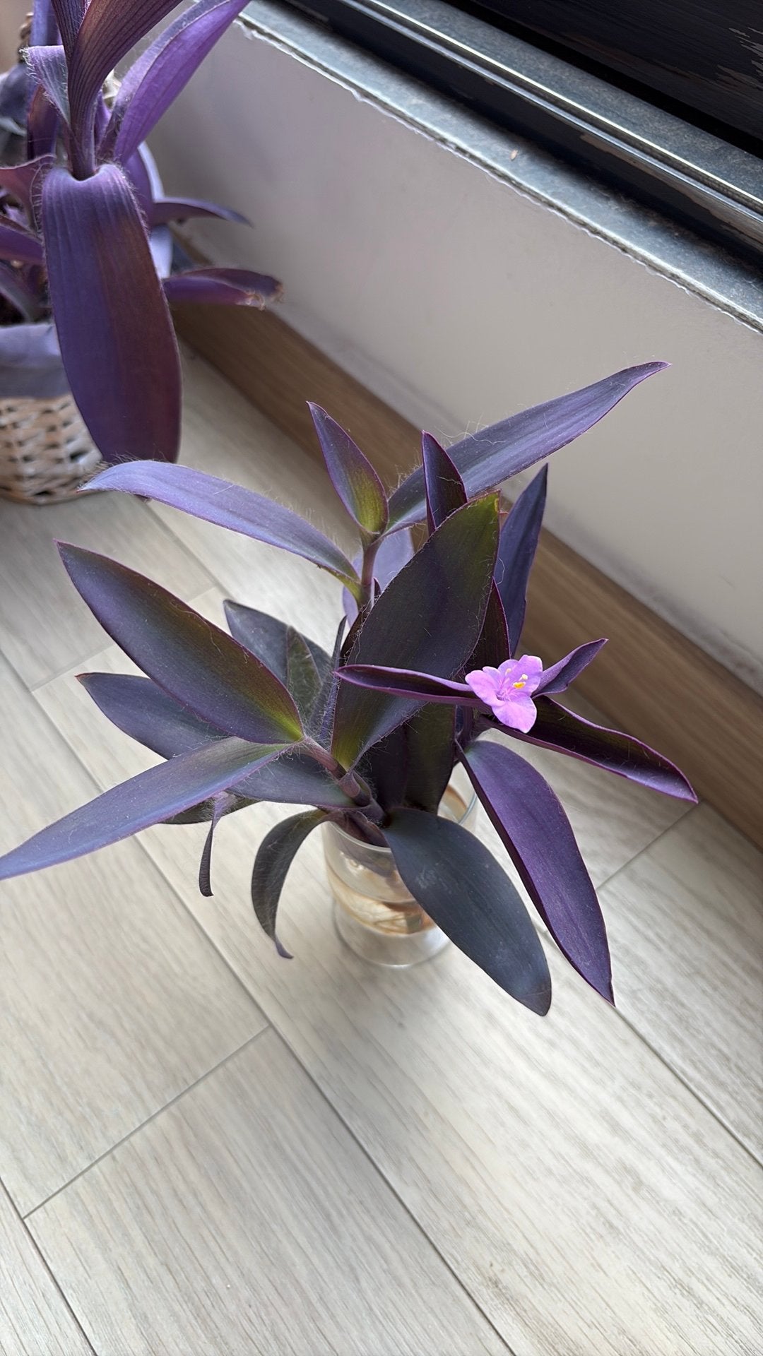 Bouturages Tradescanti Pallida, cœur violet, reine violette, Autres espèces, Enlèvement ou Envoi, Plante à fleurs, Moins de 100 cm