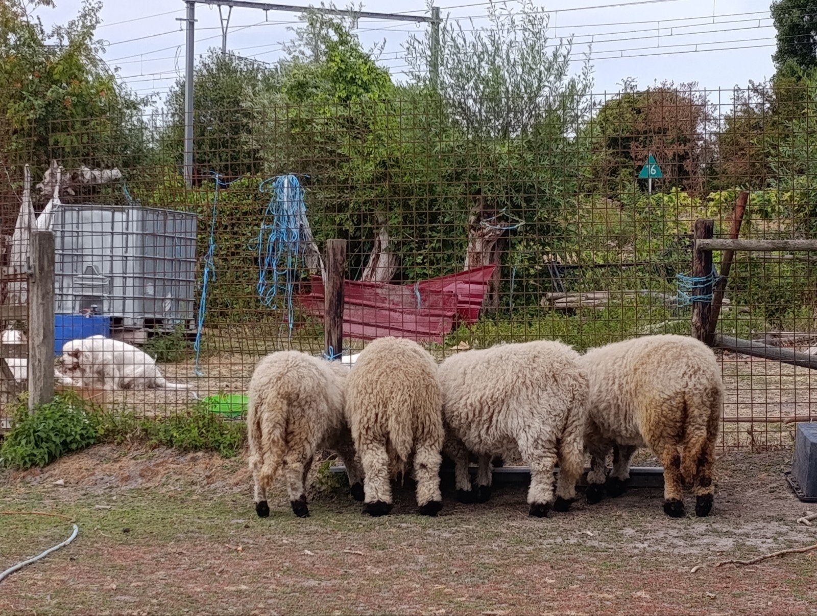 Koppel Walliser Schwarznase TE KOOP, Dieren en Toebehoren