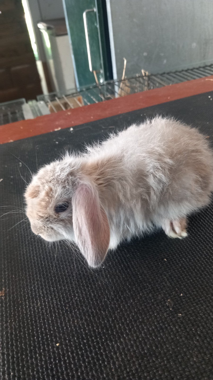 Nederlands hangoortjes minilops te koop 8 weken, Dieren en Toebehoren, Konijnen