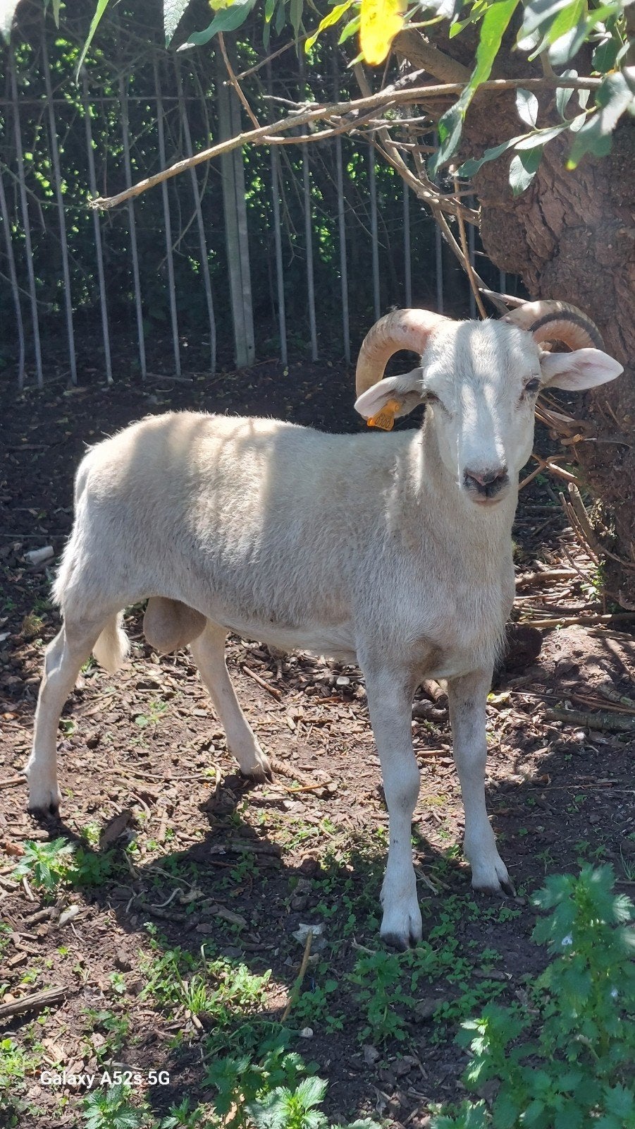 Laatste bokken 1jaar niet ouder. Kom zien, Dieren en Toebehoren, Schapen, Geiten en Varkens, Mannelijk, Schaap, 0 tot 2 jaar