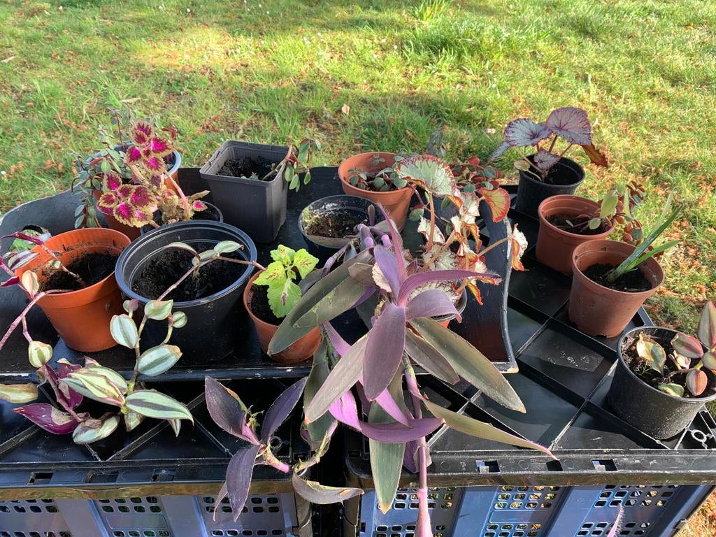 Diverse kamerplantjes, Enlèvement