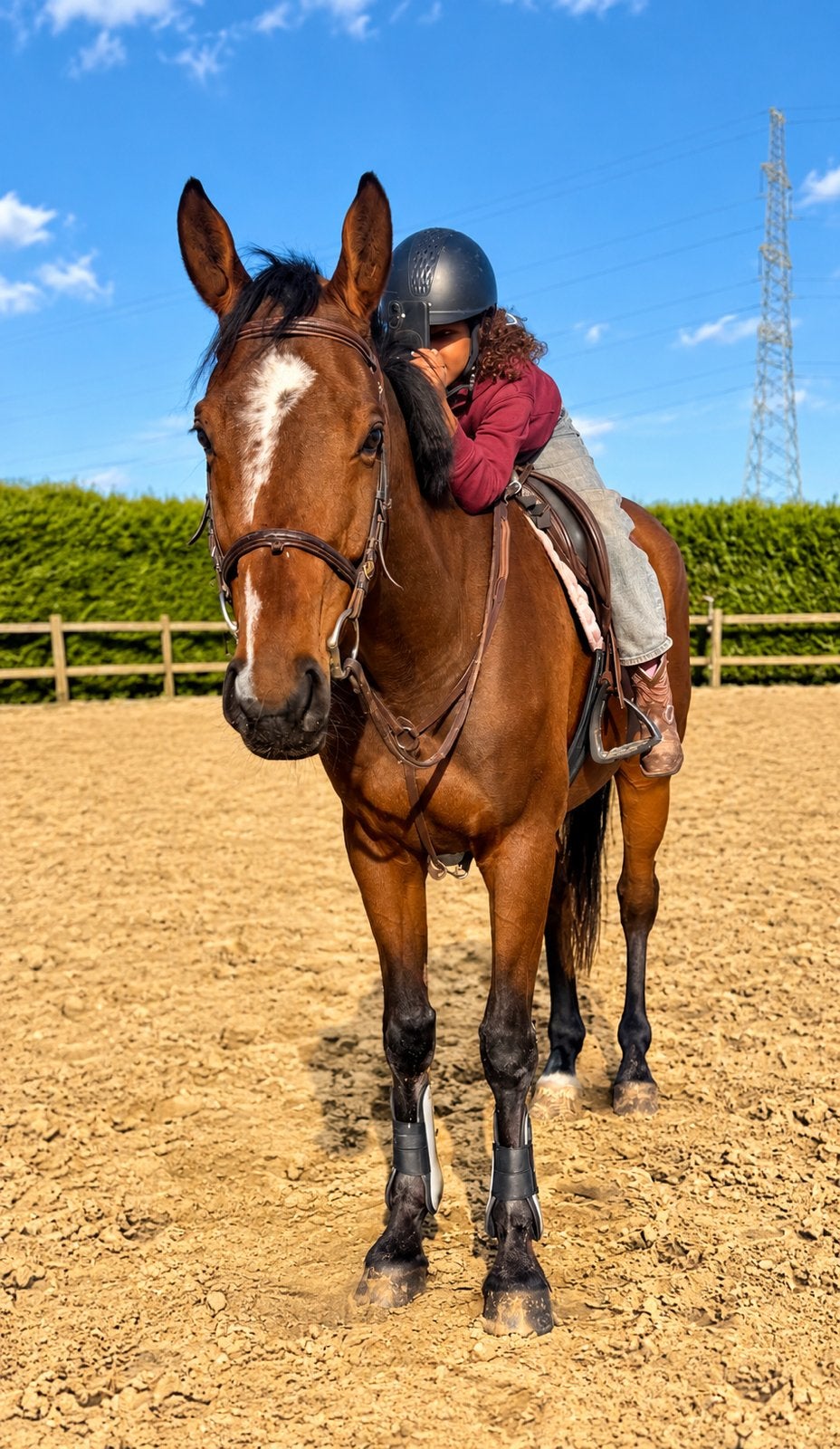 Brave 7m marron, Hongre