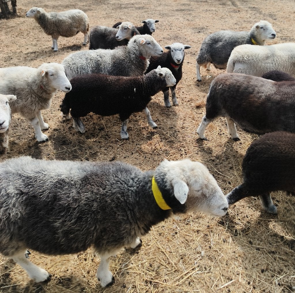 Herdwick ooien, Femelle, Mouton, 0 à 2 ans