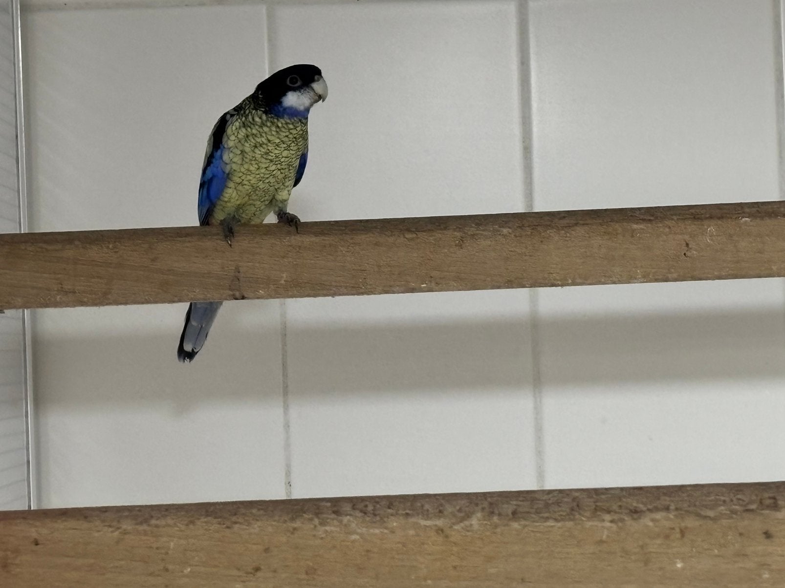 Brown Rosella, Animaux & Accessoires, Mâle, Perruche, Bagué