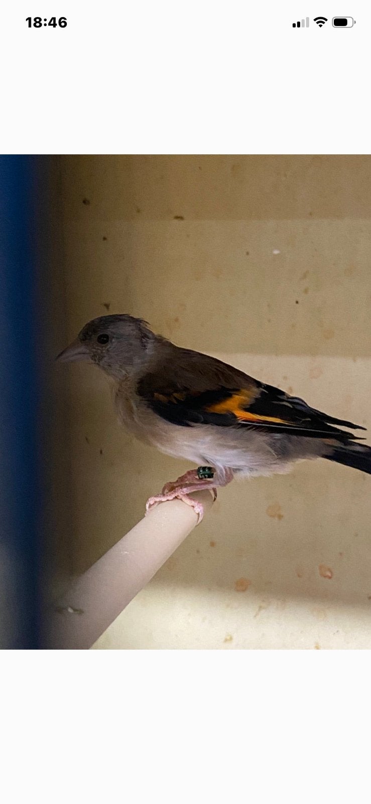 Kruisers diestelvink kapoetsen sijs poppen, Dieren en Toebehoren, Vrouwelijk, Wildzangvogel, Geringd