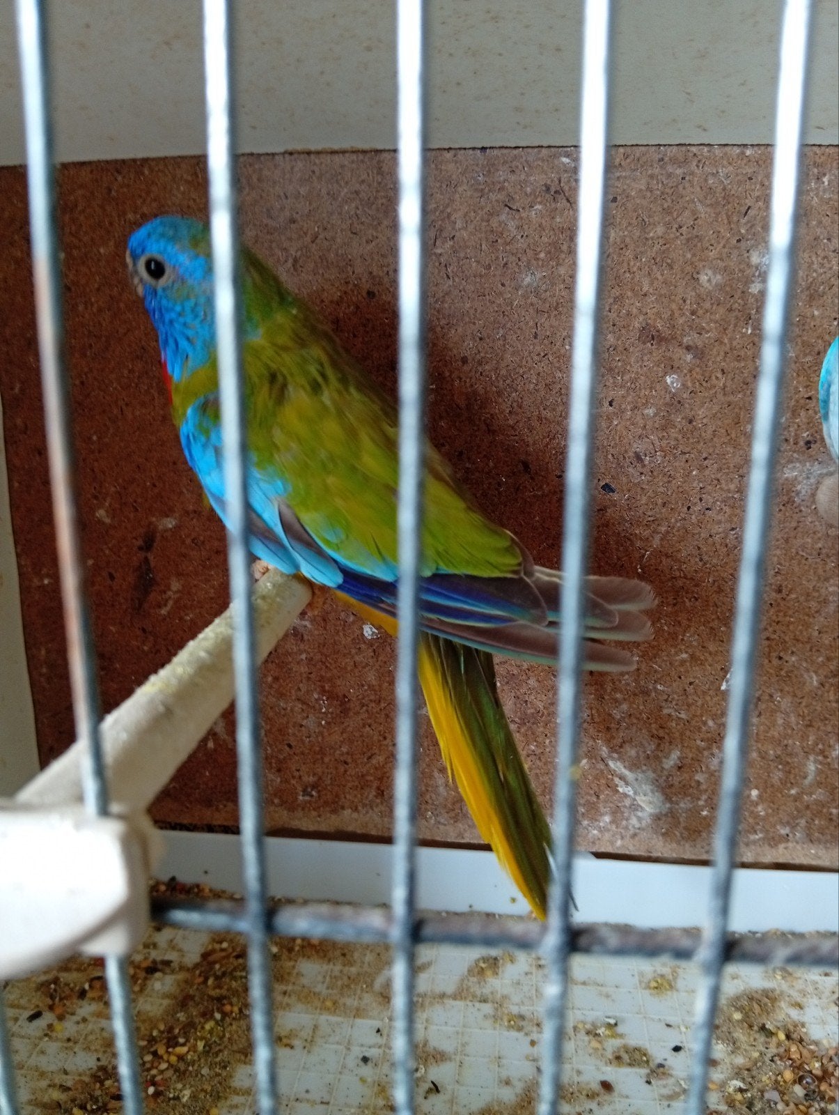Splendid cinnamon violet / blauw 24, Dieren en Toebehoren, Geringd