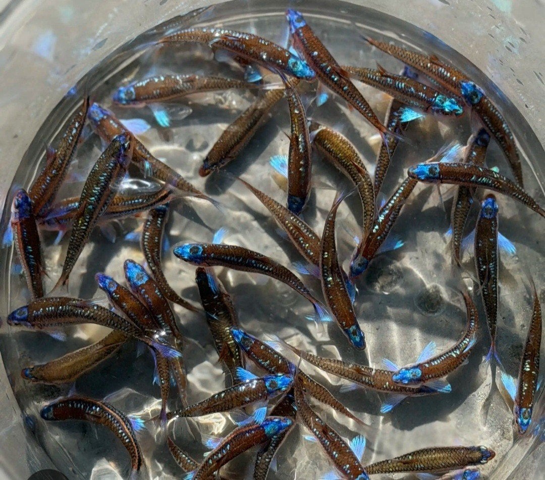iemand regenboog elrits te veel of te koop voor goede prijs?, Animaux & Accessoires, Poissons | Poissons d'étang