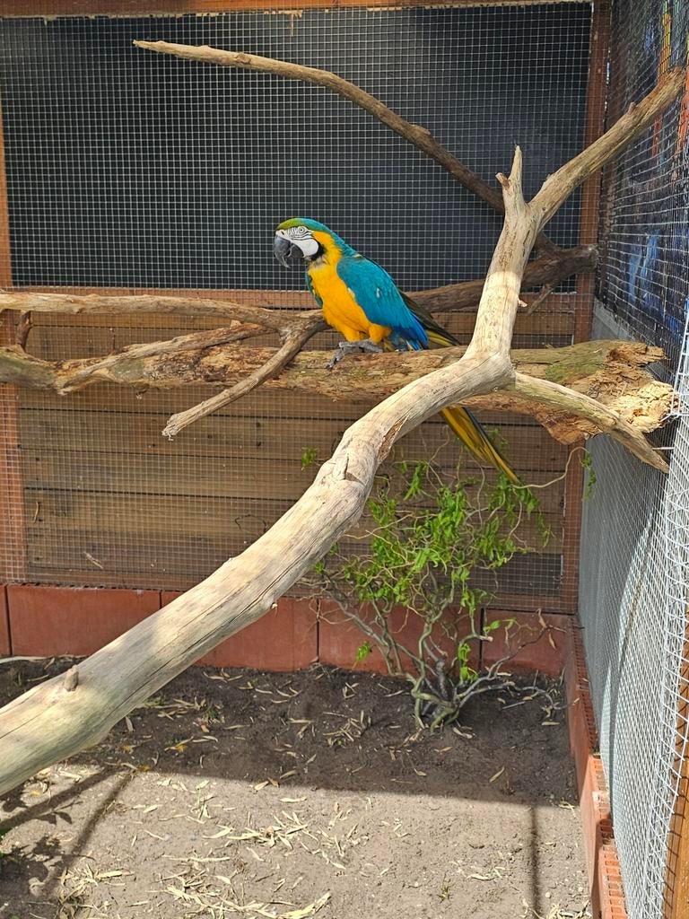 Blauwgele Ara Man, Dieren en Toebehoren, Vogels | Parkieten en Papegaaien, Tam
